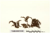 藏品(白齒苔科)的圖片